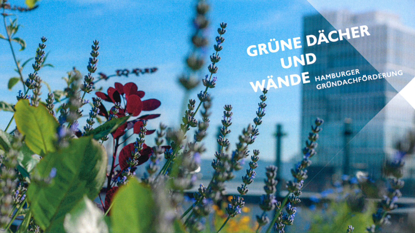 Hamburger gründachförderung preis